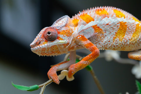 Holdbacks/Individuals: "Pick of Litter" Ambilobe Offspring from "Lahiaivo-vorondolo" (AKA Son Owl) x "Fohy-mofo" (AKA Shortbread) - Hatched July 2025 - Male #6