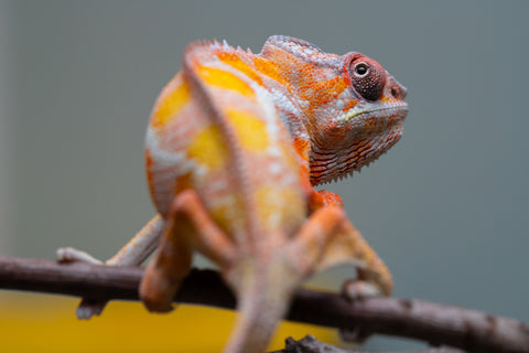 Holdbacks/Individuals: "Pick of Litter" Ambilobe Offspring from "Lahiaivo-vorondolo" (AKA Son Owl) x "Fohy-mofo" (AKA Shortbread) - Hatched July 2025 - Male #6