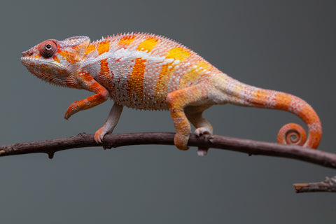 Holdbacks/Individuals: "Pick of Litter" Ambilobe Offspring from "Lahiaivo-vorondolo" (AKA Son Owl) x "Fohy-mofo" (AKA Shortbread) - Hatched July 2025 - Male #6