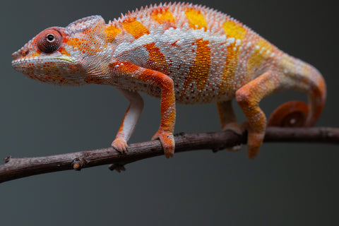 Holdbacks/Individuals: "Pick of Litter" Ambilobe Offspring from "Lahiaivo-vorondolo" (AKA Son Owl) x "Fohy-mofo" (AKA Shortbread) - Hatched July 2025 - Male #6