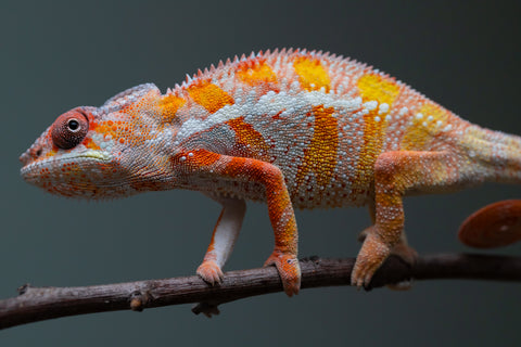 Holdbacks/Individuals: "Pick of Litter" Ambilobe Offspring from "Lahiaivo-vorondolo" (AKA Son Owl) x "Fohy-mofo" (AKA Shortbread) - Hatched July 2025 - Male #6