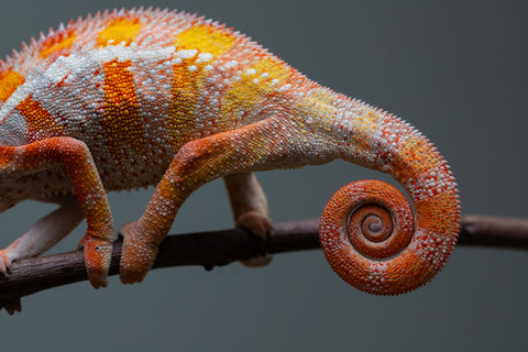 Holdbacks/Individuals: "Pick of Litter" Ambilobe Offspring from "Lahiaivo-vorondolo" (AKA Son Owl) x "Fohy-mofo" (AKA Shortbread) - Hatched July 2025 - Male #6