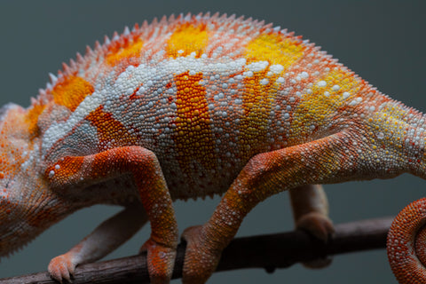 Holdbacks/Individuals: "Pick of Litter" Ambilobe Offspring from "Lahiaivo-vorondolo" (AKA Son Owl) x "Fohy-mofo" (AKA Shortbread) - Hatched July 2025 - Male #6