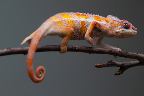 Holdbacks/Individuals: "Pick of Litter" Ambilobe Offspring from "Lahiaivo-vorondolo" (AKA Son Owl) x "Fohy-mofo" (AKA Shortbread) - Hatched July 2025 - Male #6