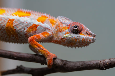 Holdbacks/Individuals: "Pick of Litter" Ambilobe Offspring from "Lahiaivo-vorondolo" (AKA Son Owl) x "Fohy-mofo" (AKA Shortbread) - Hatched July 2025 - Male #6