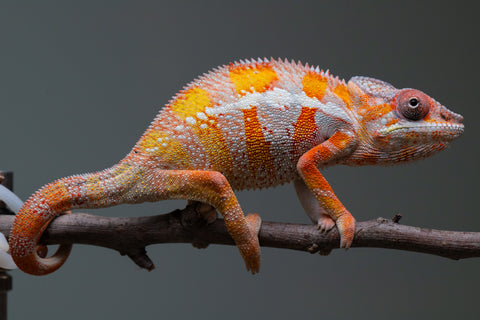 Holdbacks/Individuals: "Pick of Litter" Ambilobe Offspring from "Lahiaivo-vorondolo" (AKA Son Owl) x "Fohy-mofo" (AKA Shortbread) - Hatched July 2025 - Male #6