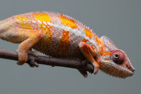 Holdbacks/Individuals: "Pick of Litter" Ambilobe Offspring from "Lahiaivo-vorondolo" (AKA Son Owl) x "Fohy-mofo" (AKA Shortbread) - Hatched July 2025 - Male #6