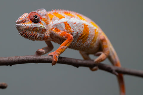 Holdbacks/Individuals: "Pick of Litter" Ambilobe Offspring from "Lahiaivo-vorondolo" (AKA Son Owl) x "Fohy-mofo" (AKA Shortbread) - Hatched July 2025 - Male #6