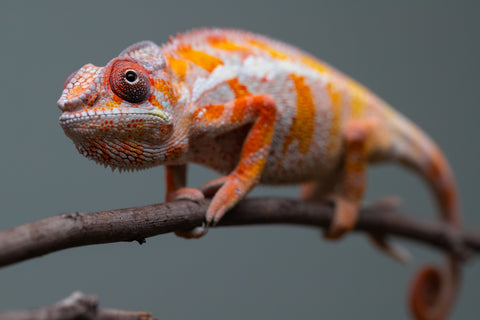 Holdbacks/Individuals: "Pick of Litter" Ambilobe Offspring from "Lahiaivo-vorondolo" (AKA Son Owl) x "Fohy-mofo" (AKA Shortbread) - Hatched July 2025 - Male #6