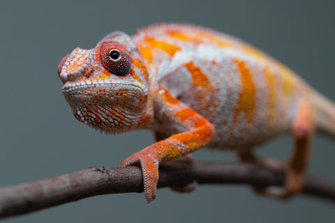 Holdbacks/Individuals: "Pick of Litter" Ambilobe Offspring from "Lahiaivo-vorondolo" (AKA Son Owl) x "Fohy-mofo" (AKA Shortbread) - Hatched July 2025 - Male #6