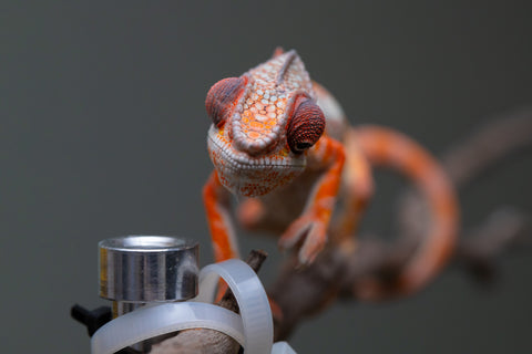 Holdbacks/Individuals: "Pick of Litter" Ambilobe Offspring from "Lahiaivo-vorondolo" (AKA Son Owl) x "Fohy-mofo" (AKA Shortbread) - Hatched July 2025 - Male #6