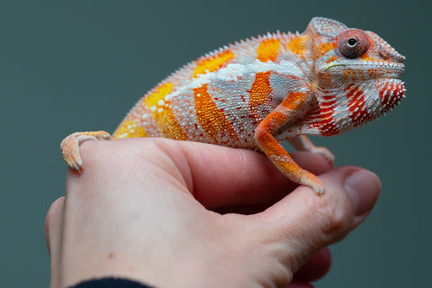 Holdbacks/Individuals: "Pick of Litter" Ambilobe Offspring from "Lahiaivo-vorondolo" (AKA Son Owl) x "Fohy-mofo" (AKA Shortbread) - Hatched July 2025 - Male #6