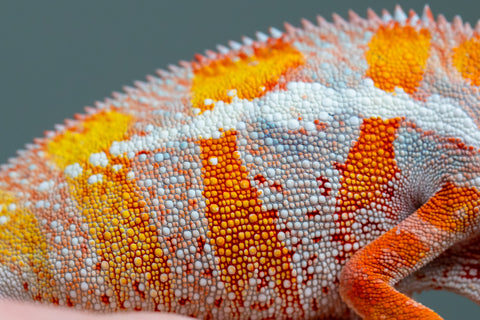 Holdbacks/Individuals: "Pick of Litter" Ambilobe Offspring from "Lahiaivo-vorondolo" (AKA Son Owl) x "Fohy-mofo" (AKA Shortbread) - Hatched July 2025 - Male #6