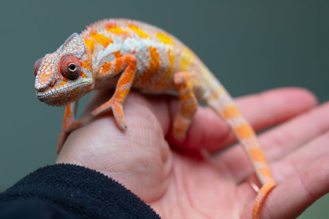 Holdbacks/Individuals: "Pick of Litter" Ambilobe Offspring from "Lahiaivo-vorondolo" (AKA Son Owl) x "Fohy-mofo" (AKA Shortbread) - Hatched July 2025 - Male #6