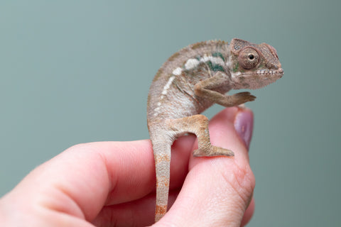 Ambilobe From "Lahiaivo-vorondolo" (AKA Son Owl) x "Kadoa-manomeo" (AKA Gift Giver) - Hatched March - April 2026 - Male #1