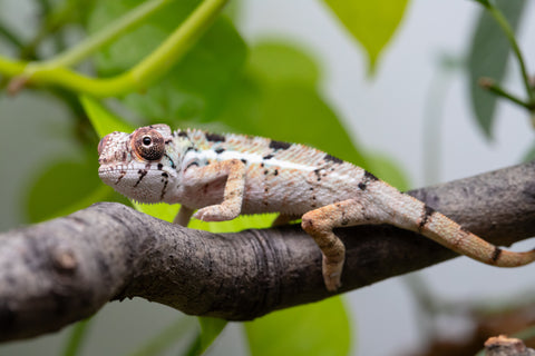 Holdbacks/Individuals: Ambilobe Offspring From "Lahiaivo-vorondolo" (AKA Son Owl) x "Voaotitra-nofy" (AKA Inverted Dream) - Hatched Feb - March 2026 - Male #1