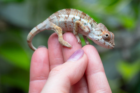Holdbacks/Individuals: Ambilobe Offspring From "Lahiaivo-vorondolo" (AKA Son Owl) x "Voaotitra-nofy" (AKA Inverted Dream) - Hatched Feb - March 2026 - Male #2