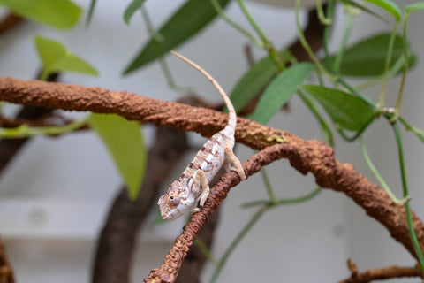 Holdbacks/Individuals: Ambilobe Offspring From "Lahiaivo-vorondolo" (AKA Son Owl) x "Voaotitra-nofy" (AKA Inverted Dream) - Hatched Feb - March 2026 - Male #2