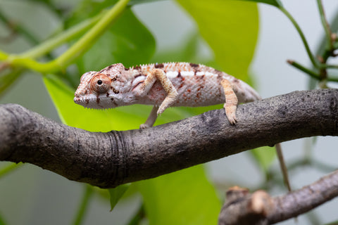 Holdbacks/Individuals: Ambilobe Offspring From "Lahiaivo-vorondolo" (AKA Son Owl) x "Voaotitra-nofy" (AKA Inverted Dream) - Hatched Feb - March 2026 - Male #2