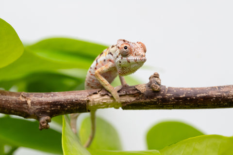 Holdbacks/Individuals: Ambilobe Offspring From "Lahiaivo-vorondolo" (AKA Son Owl) x "Voaotitra-nofy" (AKA Inverted Dream) - Hatched Feb - March 2026 - Male #2