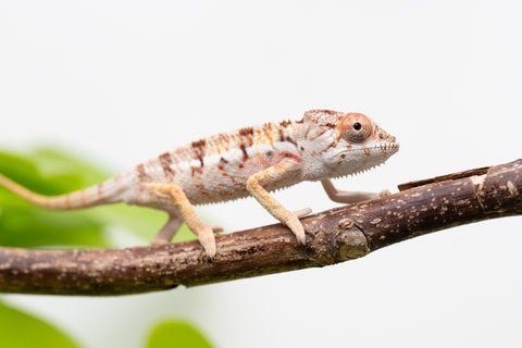 Holdbacks/Individuals: Ambilobe Offspring From "Lahiaivo-vorondolo" (AKA Son Owl) x "Voaotitra-nofy" (AKA Inverted Dream) - Hatched Feb - March 2026 - Male #2