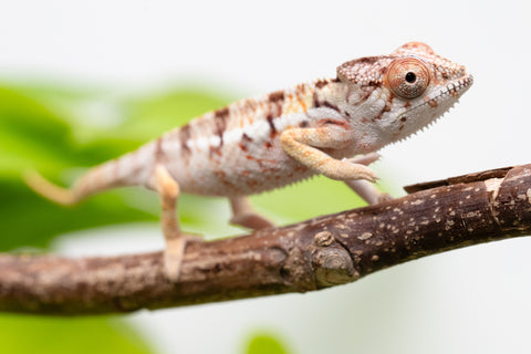 Holdbacks/Individuals: Ambilobe Offspring From "Lahiaivo-vorondolo" (AKA Son Owl) x "Voaotitra-nofy" (AKA Inverted Dream) - Hatched Feb - March 2026 - Male #2