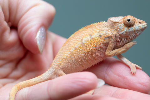 Holdbacks/Individuals: Ambilobe Offspring from "Lahiaivo-vorondolo" (AKA Son Owl) x "Volamena-vovoka" (AKA Gold Dust) - Hatched June/July 2025 - Female #1
