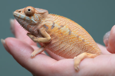 Holdbacks/Individuals: Ambilobe Offspring from "Lahiaivo-vorondolo" (AKA Son Owl) x "Volamena-vovoka" (AKA Gold Dust) - Hatched June/July 2025 - Female #1