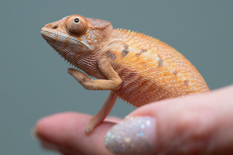 Holdbacks/Individuals: Ambilobe Offspring from "Lahiaivo-vorondolo" (AKA Son Owl) x "Volamena-vovoka" (AKA Gold Dust) - Hatched June/July 2025 - Female #1