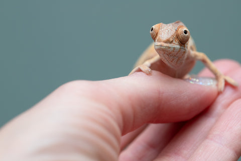 Holdbacks/Individuals: Ambilobe Offspring from "Lahiaivo-vorondolo" (AKA Son Owl) x "Volamena-vovoka" (AKA Gold Dust) - Hatched June/July 2025 - Female #1