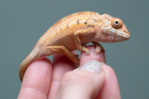 Holdbacks/Individuals: Ambilobe Offspring from "Lahiaivo-vorondolo" (AKA Son Owl) x "Volamena-vovoka" (AKA Gold Dust) - Hatched June/July 2025 - Female #1