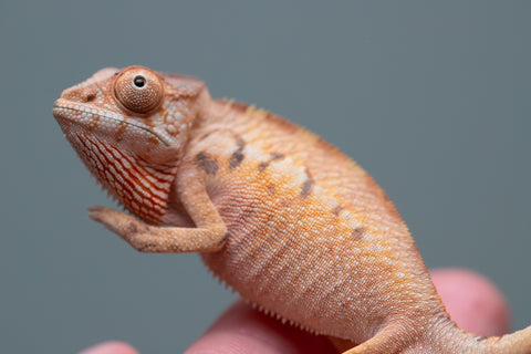 Holdbacks/Individuals: Ambilobe Offspring from "Lahiaivo-vorondolo" (AKA Son Owl) x "Volamena-vovoka" (AKA Gold Dust) - Hatched June/July 2025 - Female #1