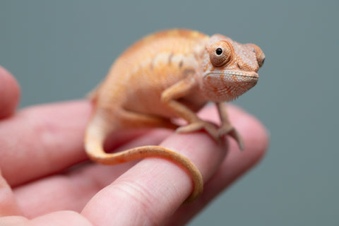 Holdbacks/Individuals: Ambilobe Offspring from "Lahiaivo-vorondolo" (AKA Son Owl) x "Volamena-vovoka" (AKA Gold Dust) - Hatched June/July 2025 - Female #1