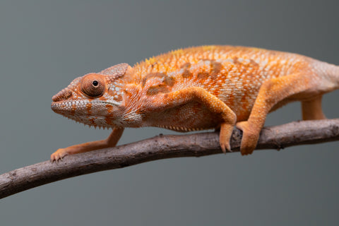 Holdbacks/Individuals: Ambilobe Offspring from "Lahiaivo-vorondolo" (AKA Son Owl) x "Volamena-vovoka" (AKA Gold Dust) - Hatched June/July 2025 - Female #1