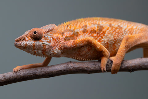 Holdbacks/Individuals: Ambilobe Offspring from "Lahiaivo-vorondolo" (AKA Son Owl) x "Volamena-vovoka" (AKA Gold Dust) - Hatched June/July 2025 - Female #1