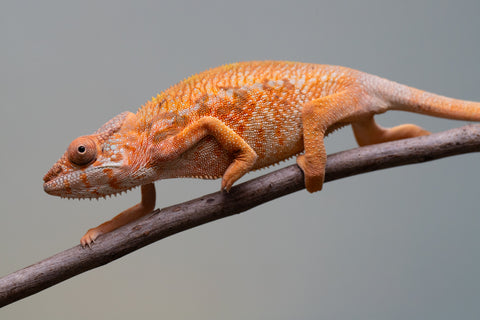 Holdbacks/Individuals: Ambilobe Offspring from "Lahiaivo-vorondolo" (AKA Son Owl) x "Volamena-vovoka" (AKA Gold Dust) - Hatched June/July 2025 - Female #1