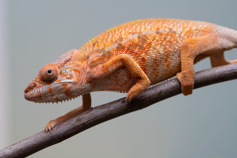 Holdbacks/Individuals: Ambilobe Offspring from "Lahiaivo-vorondolo" (AKA Son Owl) x "Volamena-vovoka" (AKA Gold Dust) - Hatched June/July 2025 - Female #1