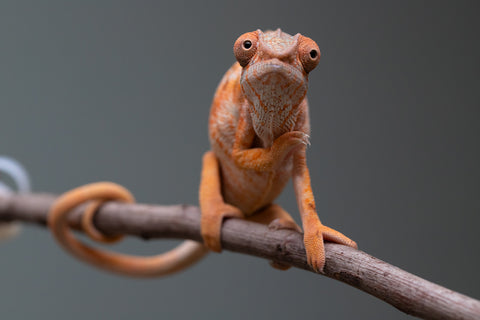 Holdbacks/Individuals: Ambilobe Offspring from "Lahiaivo-vorondolo" (AKA Son Owl) x "Volamena-vovoka" (AKA Gold Dust) - Hatched June/July 2025 - Female #1