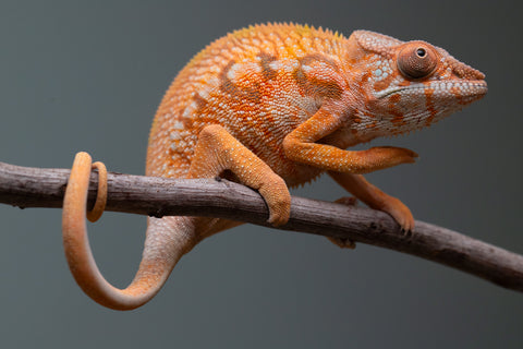 Holdbacks/Individuals: Ambilobe Offspring from "Lahiaivo-vorondolo" (AKA Son Owl) x "Volamena-vovoka" (AKA Gold Dust) - Hatched June/July 2025 - Female #1