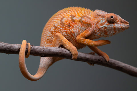 Holdbacks/Individuals: Ambilobe Offspring from "Lahiaivo-vorondolo" (AKA Son Owl) x "Volamena-vovoka" (AKA Gold Dust) - Hatched June/July 2025 - Female #1