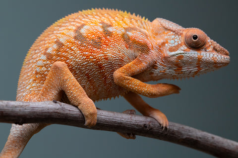 Holdbacks/Individuals: Ambilobe Offspring from "Lahiaivo-vorondolo" (AKA Son Owl) x "Volamena-vovoka" (AKA Gold Dust) - Hatched June/July 2025 - Female #1