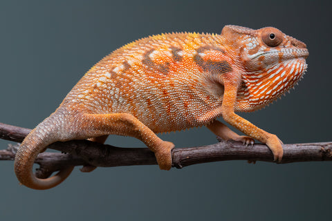 Holdbacks/Individuals: Ambilobe Offspring from "Lahiaivo-vorondolo" (AKA Son Owl) x "Volamena-vovoka" (AKA Gold Dust) - Hatched June/July 2025 - Female #1