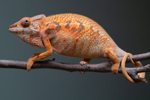 Holdbacks/Individuals: Ambilobe Offspring from "Lahiaivo-vorondolo" (AKA Son Owl) x "Volamena-vovoka" (AKA Gold Dust) - Hatched June/July 2025 - Female #1