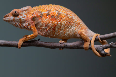 Holdbacks/Individuals: Ambilobe Offspring from "Lahiaivo-vorondolo" (AKA Son Owl) x "Volamena-vovoka" (AKA Gold Dust) - Hatched June/July 2025 - Female #1