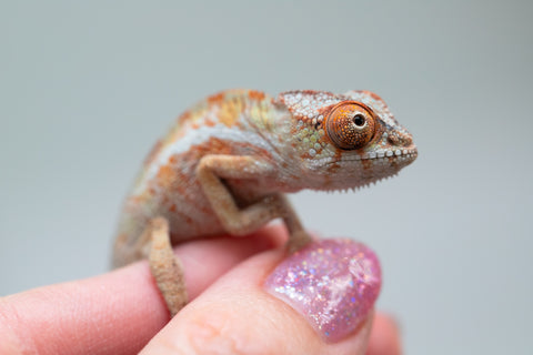 Holdbacks/Individuals: Ambilobe Offspring from "Lahiaivo-vorondolo" (AKA Son Owl) x "Volamena-vovoka" (AKA Gold Dust) - Hatched June - July 2025 - Male #1