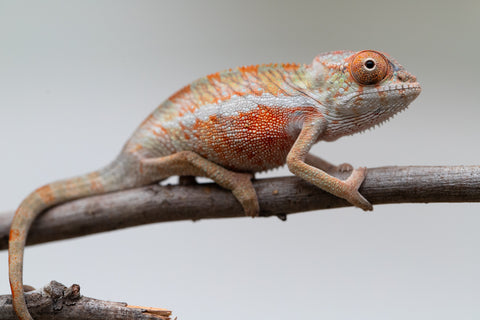 Holdbacks/Individuals: Ambilobe Offspring from "Lahiaivo-vorondolo" (AKA Son Owl) x "Volamena-vovoka" (AKA Gold Dust) - Hatched June - July 2025 - Male #1