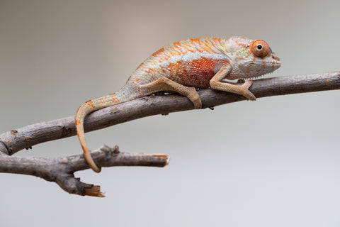 Holdbacks/Individuals: Ambilobe Offspring from "Lahiaivo-vorondolo" (AKA Son Owl) x "Volamena-vovoka" (AKA Gold Dust) - Hatched June - July 2025 - Male #1