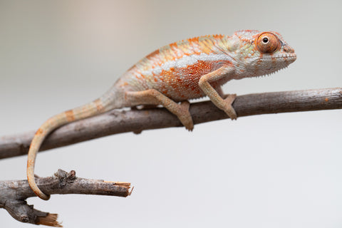 Holdbacks/Individuals: Ambilobe Offspring from "Lahiaivo-vorondolo" (AKA Son Owl) x "Volamena-vovoka" (AKA Gold Dust) - Hatched June - July 2025 - Male #1