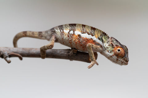 Holdbacks/Individuals: Ambilobe Offspring from "Lahiaivo-vorondolo" (AKA Son Owl) x "Volamena-vovoka" (AKA Gold Dust) - Hatched June - July 2025 - Male #1