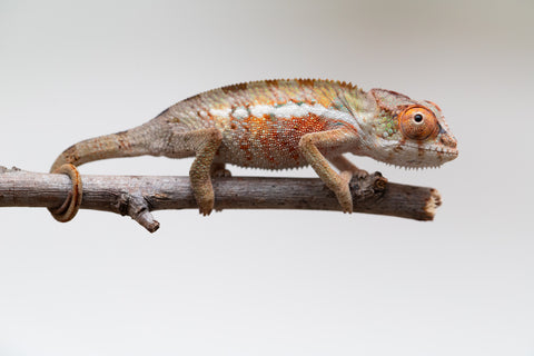 Holdbacks/Individuals: Ambilobe Offspring from "Lahiaivo-vorondolo" (AKA Son Owl) x "Volamena-vovoka" (AKA Gold Dust) - Hatched June - July 2025 - Male #1